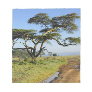 Ursprüngliche Schmutzstraße und Akazienbaum, Nak Notizblock