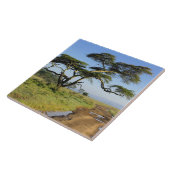 Ursprüngliche Schmutzstraße und Akazienbaum, Nakur Fliese (Seite)