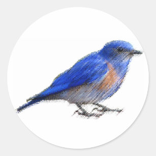 Ursprüngliche Skizze eines blauen Vogels (Blaumeis Runder Aufkleber