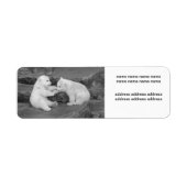 Ursus maritimus (Vorne)