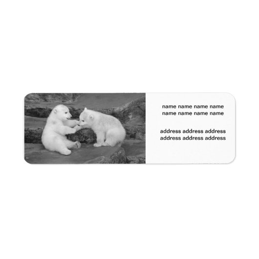 Ursus maritimus (Vorne)