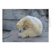 Ursus maritimus (Vorderseite (Horizontal))