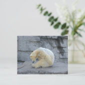 Ursus maritimus postkarte (Stehend Vorderseite)