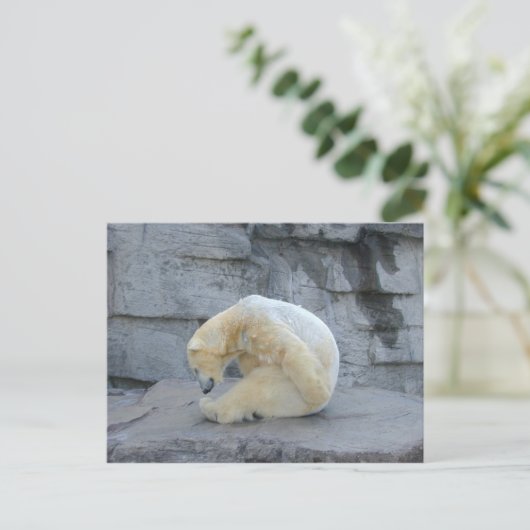 Ursus maritimus postkarte (Stehend Vorderseite)