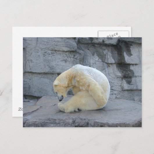 Ursus maritimus postkarte (Vorne/Hinten)