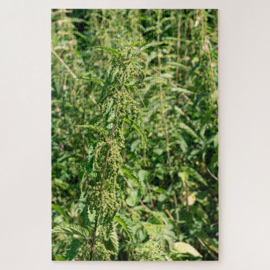 Urtica dioica, puzzle (Vertikal)