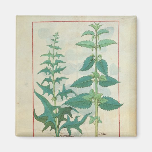 Urticaceae Magnet (Vorne)