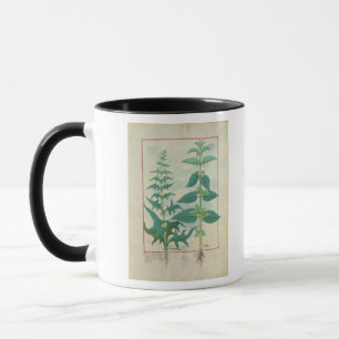 Urticaceae Tasse