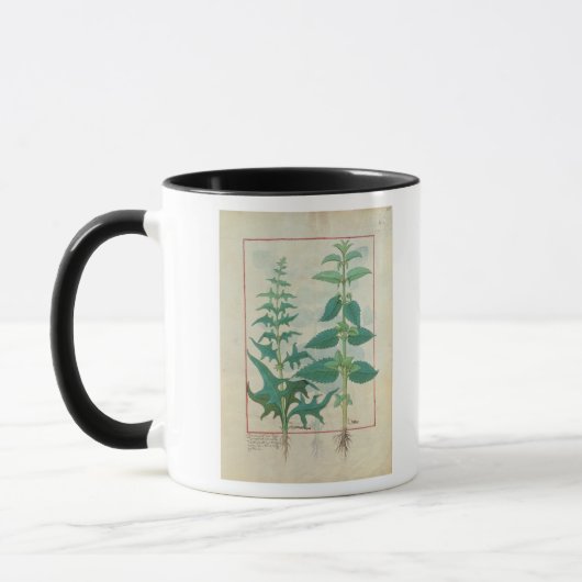 Urticaceae Tasse (Links)