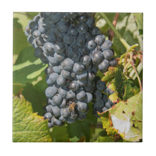 Uruguay, Montevideo, Colon Area. Bodegas Fliese