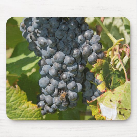 Uruguay, Montevideo, Colon Area. Bodegas Mousepad (Vorne)