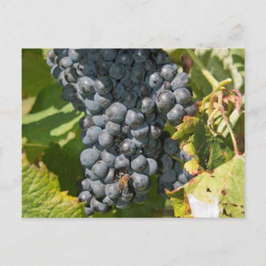 Uruguay, Montevideo, Colon Area. Bodegas Postkarte (Vorderseite)