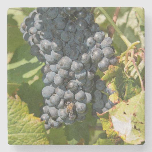 Uruguay, Montevideo, Colon Area. Bodegas Steinuntersetzer (Vorderseite)