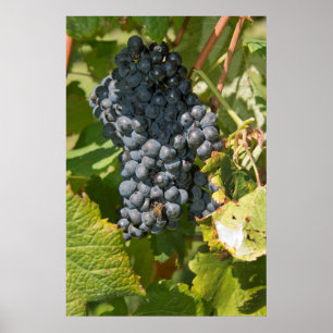 Uruguay, Montevideo, Colon-Gebiet. Bodegas Poster