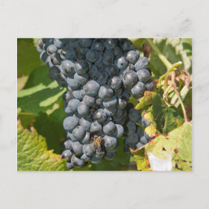 Uruguay, Montevideo, Colon-Gebiet. Bodegas Postkarte