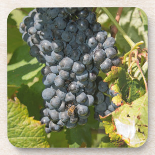 Uruguay, Montevideo, Colon-Gebiet. Bodegas Untersetzer