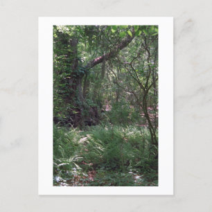 Urwald Custom Louisiana Foto Postkarte