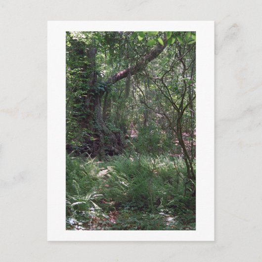 Urwald Custom Louisiana Foto Postkarte (Vorderseite)