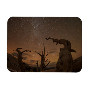Urwald der Borstenkiefern   Kalifornien Magnet