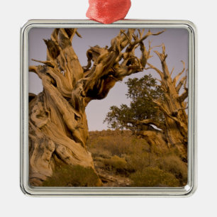 Urwald der Borstenkiefern, White Mountains, CA Silbernes Ornament