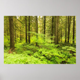 Urwald im Grove of the Patriarchs Poster