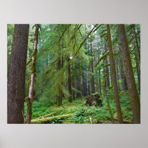Urwald Poster