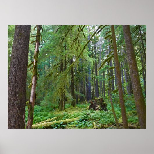 Urwald Poster (Vorne)