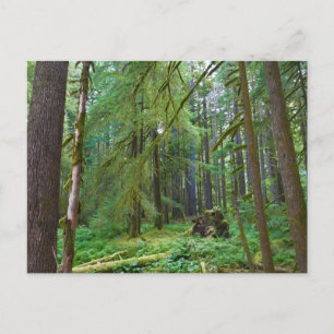 Urwald Postkarte