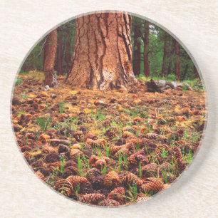 Urwüchsiger Ponderosa-Baum mit Kiefernzapfen Getränkeuntersetzer