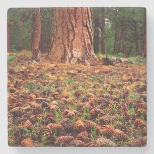Urwüchsiger Ponderosa-Baum mit Kiefernzapfen Steinuntersetzer