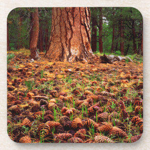 Urwüchsiger Ponderosa-Baum mit Kiefernzapfen Untersetzer