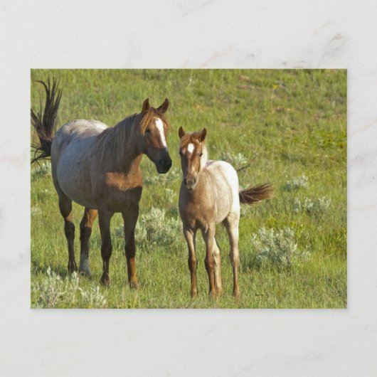 US35 CHA0209.jpg Postkarte (Vorderseite)