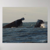 US Atlantus Concrete Shipwreck Poster (Vorne)