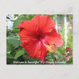 US-Jungfrau-Inseln - Hibiskus Postkarte