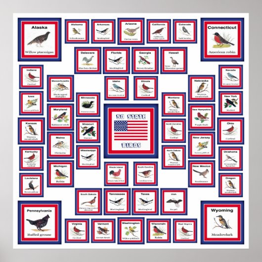 USA 50 STAAT BIRDS WHITE/553 POSTER (Vorne)