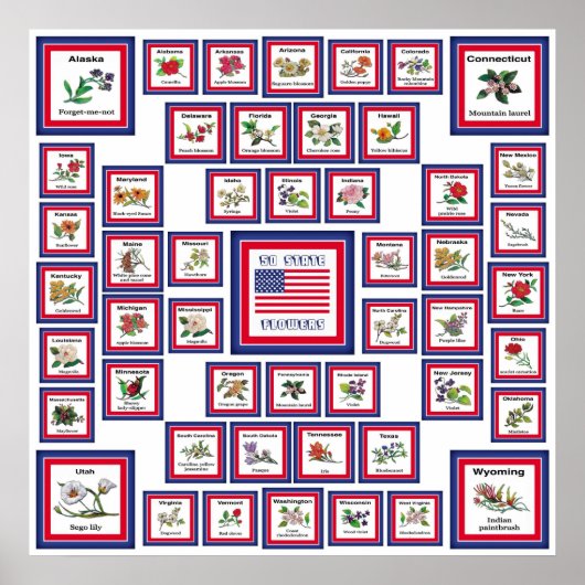 USA 50 STAAT BLUME WHITE/559 POSTER (Vorne)