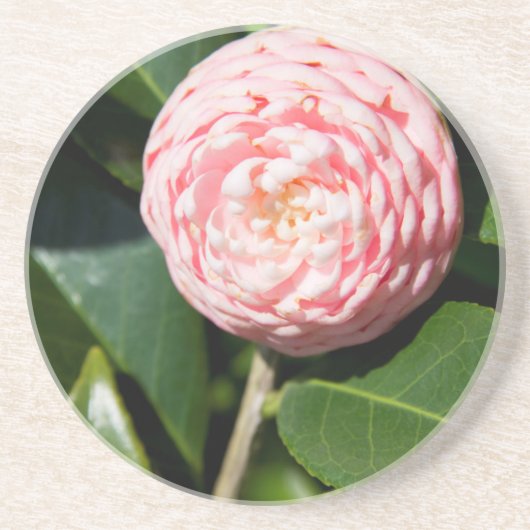 USA, Alabama, Theodore Near Mobile Untersetzer (Vorne)