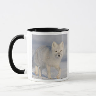 USA, Alaska, 1002 Küstenebene des ANWR. Ein 3 Tasse