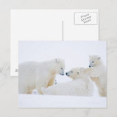 USA, Alaska, 1002 Küstenlinie Schlicht der Arktis Postkarte (Vorne/Hinten)