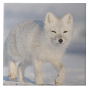 USA, Alaska, 1002 Küstenlinie Schlicht des ANWR. A Fliese