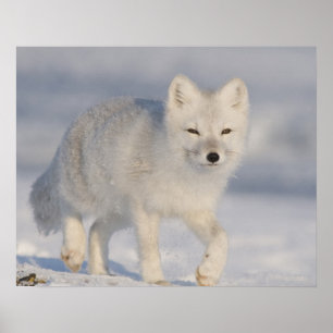 USA, Alaska, 1002 Küstenlinie Schlicht des ANWR. A Poster