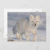 USA, Alaska, 1002 Küstenschlichtes des ANWR. 3 Postkarte (Vorne/Hinten)