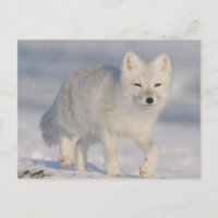 USA, Alaska, 1002 Küstenschlichtes des ANWR. 3