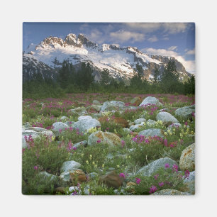 USA, Alaska, Alsek-Tatshenshini Wilderness.Ansehen Magnet
