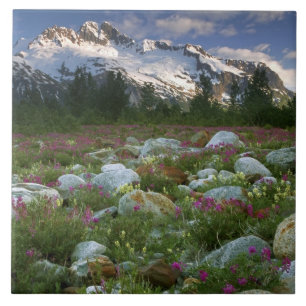 USA, Alaska, Alsek-Tatshenshini Wilderness. anzeig Fliese