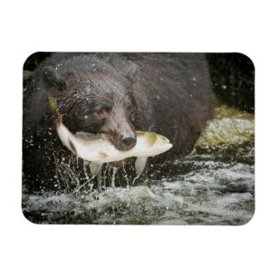 USA, Alaska, Anan Creek. Nahaufnahme eines Schwarz Magnet