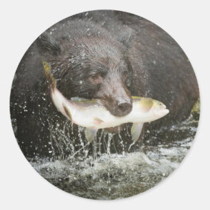 USA, Alaska, Anan Creek. Nahaufnahme eines Schwarz Runder Aufkleber