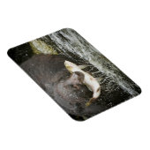 USA, Alaska, Anan Creek. Naher Schwarzer Bär Magnet (Rechte Seite)