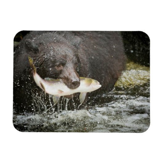 USA, Alaska, Anan Creek. Naher Schwarzer Bär Magnet (Horizontal)