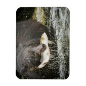USA, Alaska, Anan Creek. Naher Schwarzer Bär Magnet (Vertikal)